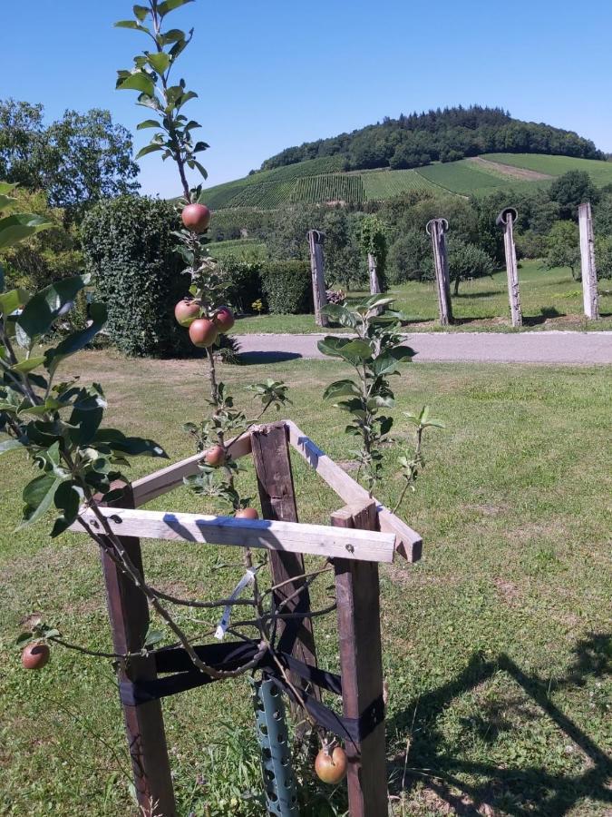 Paradies 2 Castellberg-Jakobsweg Apartman Döttingen Kültér fotó